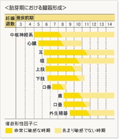妊娠2か月〜3か月の間は、赤ちゃんの臓器が作られていく、大切な時期です。